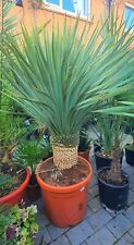 rostrata yucca for sale  SHEFFIELD