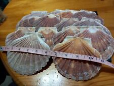 large sea shells for sale  CHRISTCHURCH