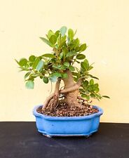 Ficus microcarpa oval for sale  USA