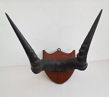 Antique african hartebeest for sale  EXETER