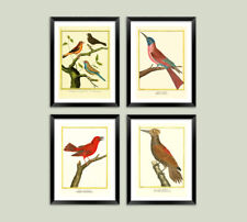 Vintage bird prints for sale  SUTTON