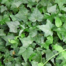 Hedera green trailing for sale  UK