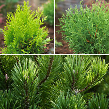 Evergreen dwarf conifer for sale  PETERBOROUGH