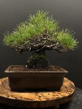 Japanese shohin black for sale  Pittsburgh