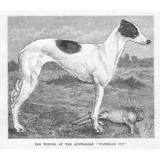 Coursing winner australian for sale  GLASGOW