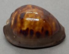 SEA SHELL ZOILA VENUSTA SORRENTENSIS, 54.8 mm. NICE, DARK, COLORFUL SHELL for sale  Shipping to South Africa
