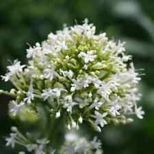 White valerian snowcloud for sale  LAUNCESTON