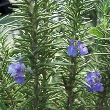 Rosemary tuscan blue for sale  Jackson