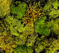 Moss live boxed for sale  Kite