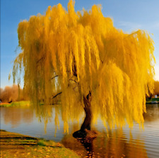 Golden weeping willow for sale  Aumsville