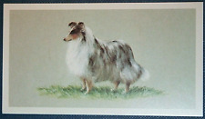 Shetland sheepdog vintage for sale  DERBY