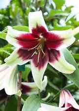 Lilium nepalense stunning for sale  FISHGUARD