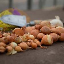 shallots for sale  DUNGANNON