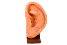 Medical model ear for sale  TELFORD