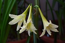 Hippeastrum Golden Daylihg 1 bulb / offset about 2.5 cm in diameter, used for sale  Shipping to South Africa