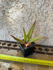 Aloe alooides d'occasion  Grenoble-