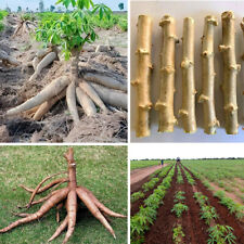 Pcs cassava plant for sale  Shipping to Ireland