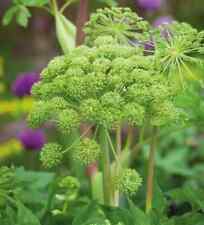 Angelica archangelica large for sale  NOTTINGHAM