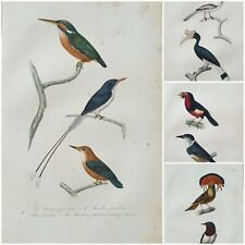 Original 1835 bird d'occasion  Expédié en Belgium