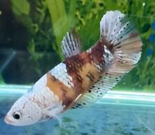 Female copper fancy for sale  COVENTRY