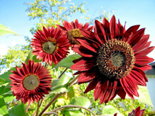Rote sonnenblume abendsonne gebraucht kaufen  Homberg (Efze)