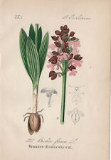 Marrón Ragwurz (Orchis Fusca ) Chromo-Lithographie De 1880 Orquídeas, usado comprar usado  Enviando para Brazil