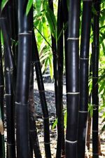 60 Black Bamboo Seeds Bambusaceae Garden Plants   for sale  Shipping to South Africa