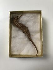 Vintage dried seahorse for sale  LONDON