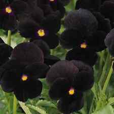 Viola back black usato  Porto Sant Elpidio