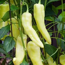 Sweet banana pepper for sale  Tarpon Springs