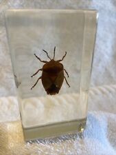 Shield bug singular for sale  PETERBOROUGH