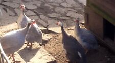 Guinea fowl hatching for sale  DUDLEY
