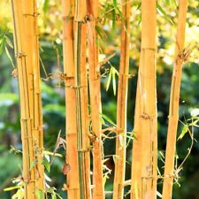 Phyllostachys aureosulcata spe for sale  IPSWICH