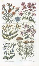 1757 Botanical BORBONIA OTHONNA SAINT JOHN'S WORT John Hill Pl 19 (EG33) for sale  Shipping to South Africa