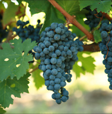 Cabernet sauvignon grape for sale  Willow Spring