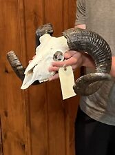 Huge ram skull for sale  Harper