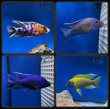 Assorted unsexed peacock for sale  Huntersville