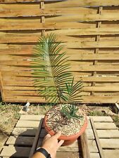 Cycas panzhihuaensis taitungen d'occasion  Belley