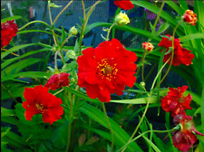 geum for sale  COLCHESTER