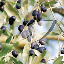 Olive olive tree for sale  Portland