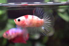 Live betta fish for sale  Shipping to Ireland