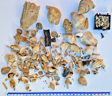 barton fossils for sale  THATCHAM