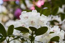 Rhododendron hachmann picobell gebraucht kaufen  Westerstede
