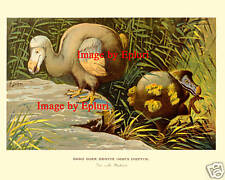 Dodo extinct bird for sale  Highlands