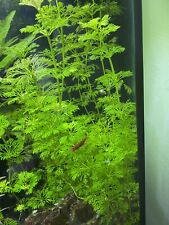 Lot limnophila aquatica d'occasion  Marle