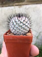 cactus plants for sale  UK