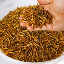 Dried Mealworms - Premium Wild Bird Food Large Chubby Worms for sale  UK