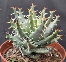 Aloe erinacea plant usato  Casatenovo