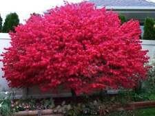 Dwarf burning bushes for sale  Mcminnville