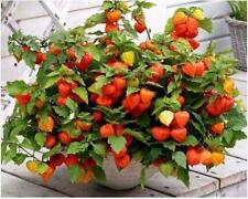 Goldenberry physalis peruviana for sale  Miami